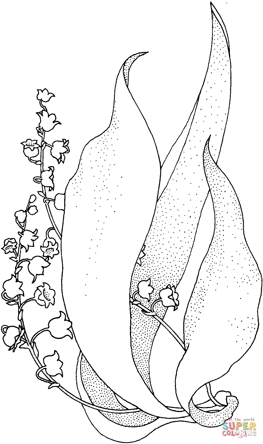 889x1500 Lily Of The Valley 1 Coloring Page Free Printable Coloring Pages