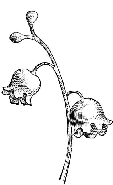 393x640 Lily Of The Valley Clipart Etc
