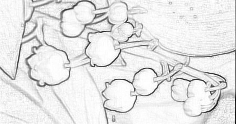 760x400 Birth Flower May Lily Of The Valley Coloring Page Instant Download
