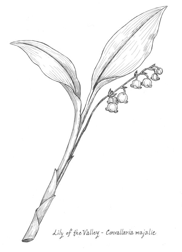 600x829 Lily Of The Valley Botanical Drawing