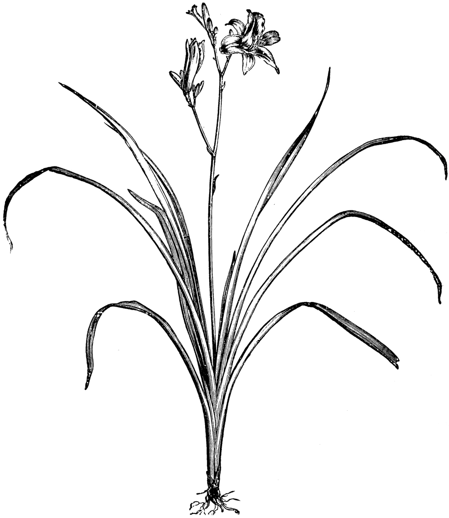 889x1024 Day Lily (Hemerocallis Fulva) Clipart Etc