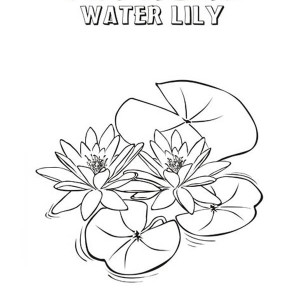 300x300 How To Draw Lily Pad Coloring Page How To Draw Lily Pad Coloring
