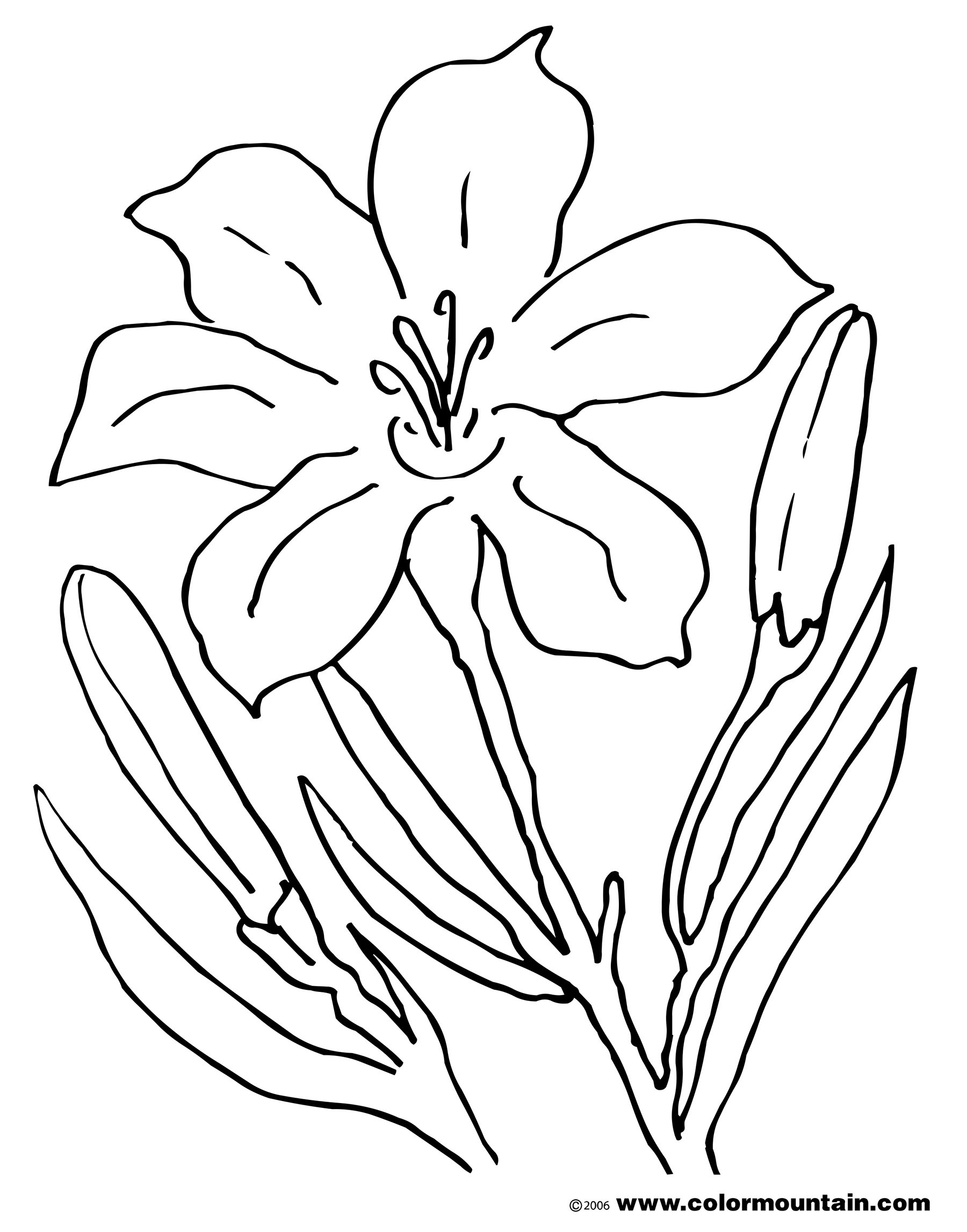 1800x2294 Lilium Flower Coloring Pages For Kids Fresh Lily Pad Flower