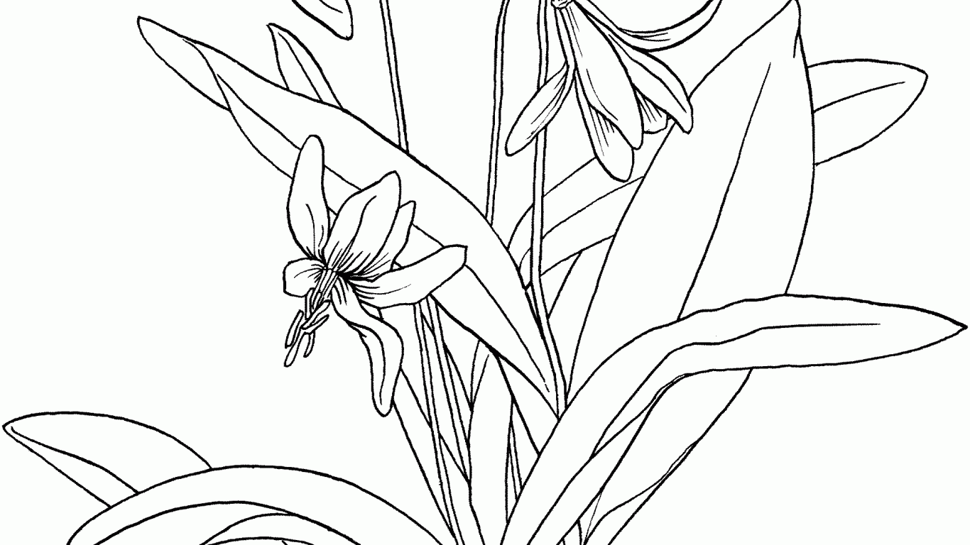 1366x768 Lily Coloring Pages To Download And Print At Diaet Page For Kids