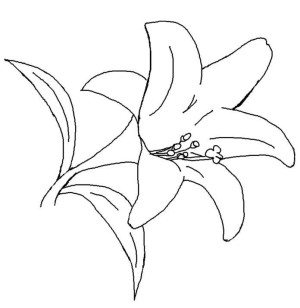300x308 Lily Flower Coloring Pages