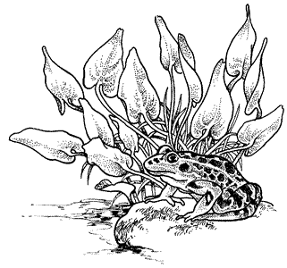 321x300 Frog In Lily Pads