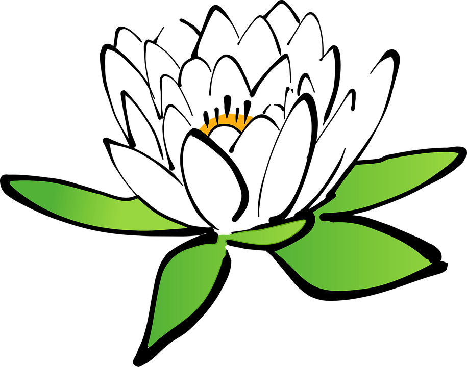 915x720 Lotus Clipart Lily Pad Flower