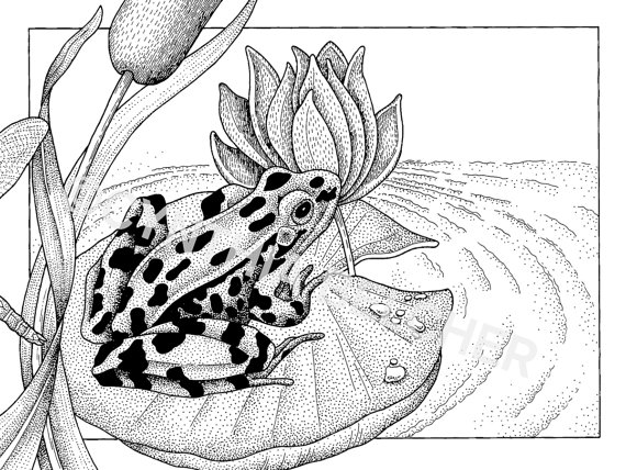 570x428 Pen And Ink Drawing Of A Leopard Frog On Lily Pad By Artclays