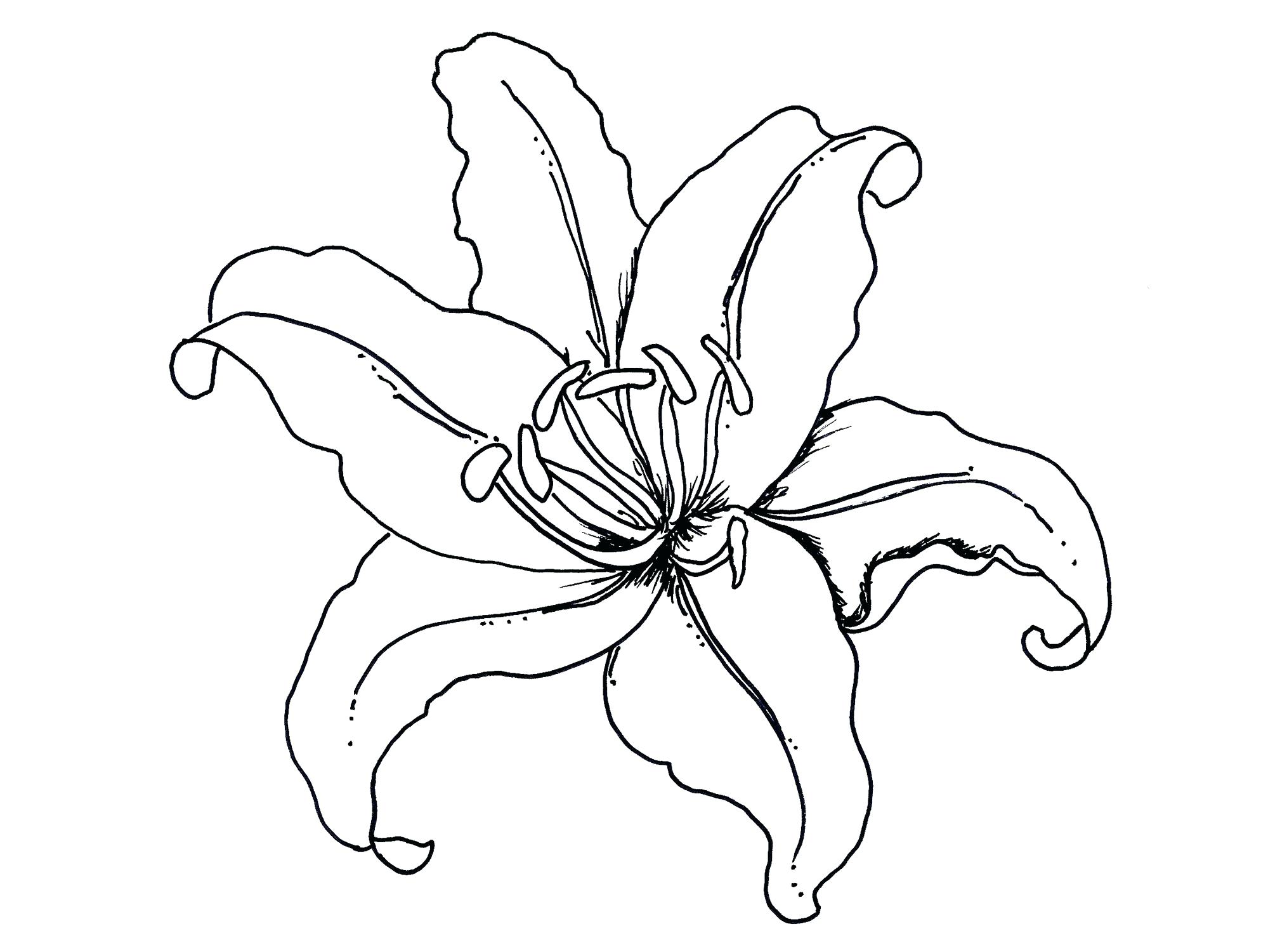 1999x1500 Flower Drawing Lily Pencil Stock Illustration 145 Extraordinary