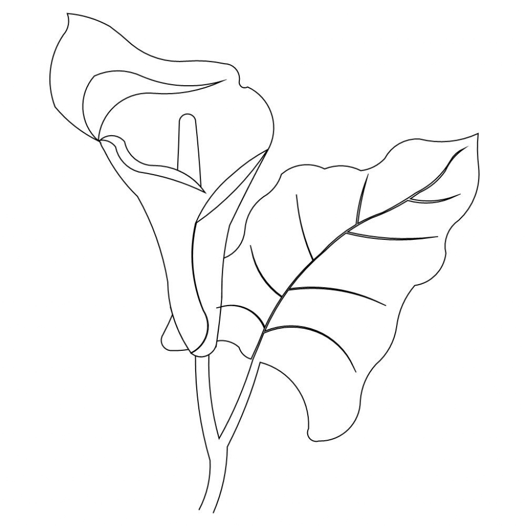 1024x1024 How To Draw A Calla Lily Sweet Dreams Quilt Studio