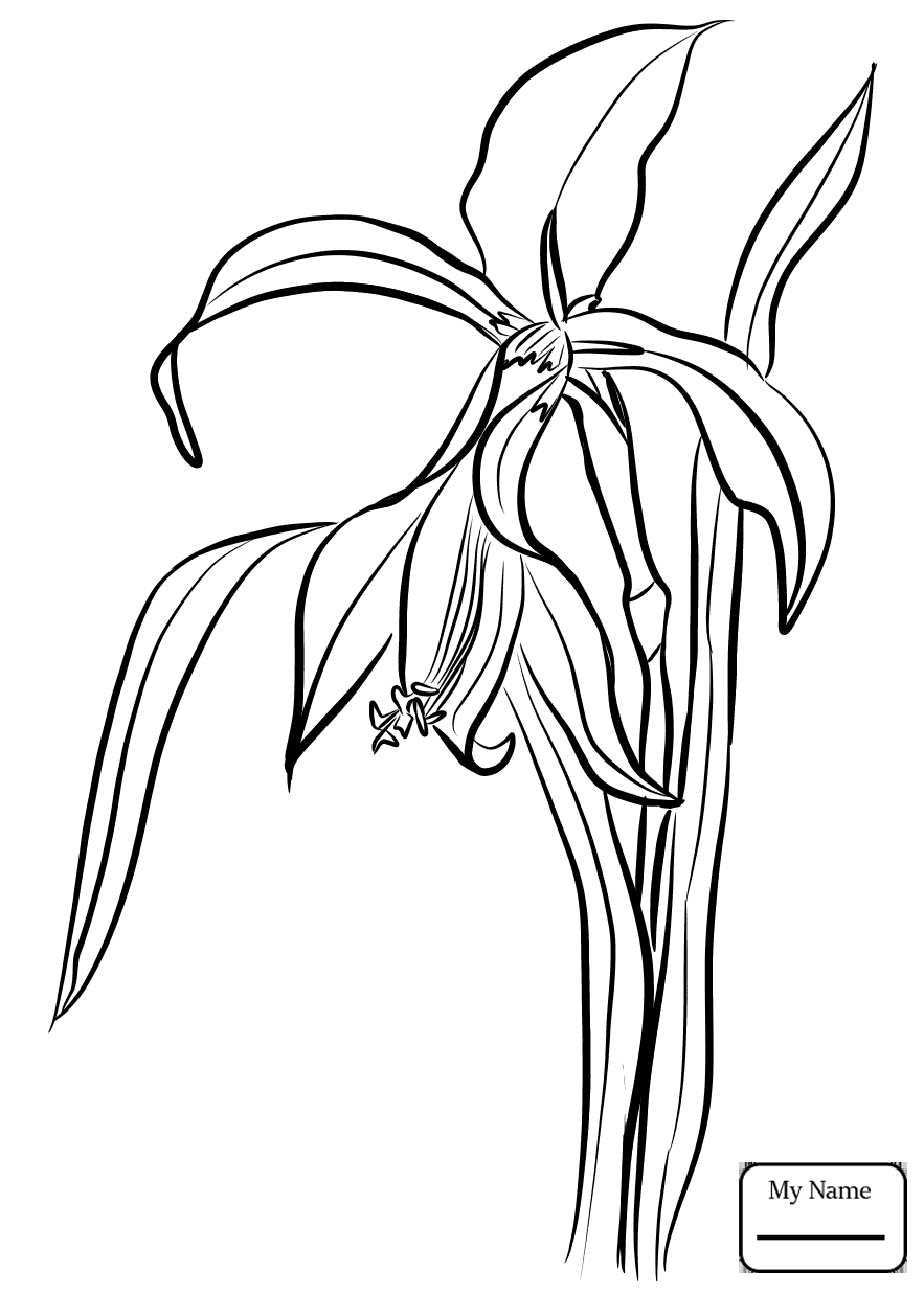 883x1237 Calla Lily Coloring Pages