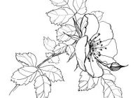 200x140 Ideal Pencil Sketch Flower Design Pencil Drawing Lily Flower Stock