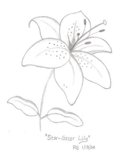 400x516 Star Gazer Lily Drawing Photo Prente