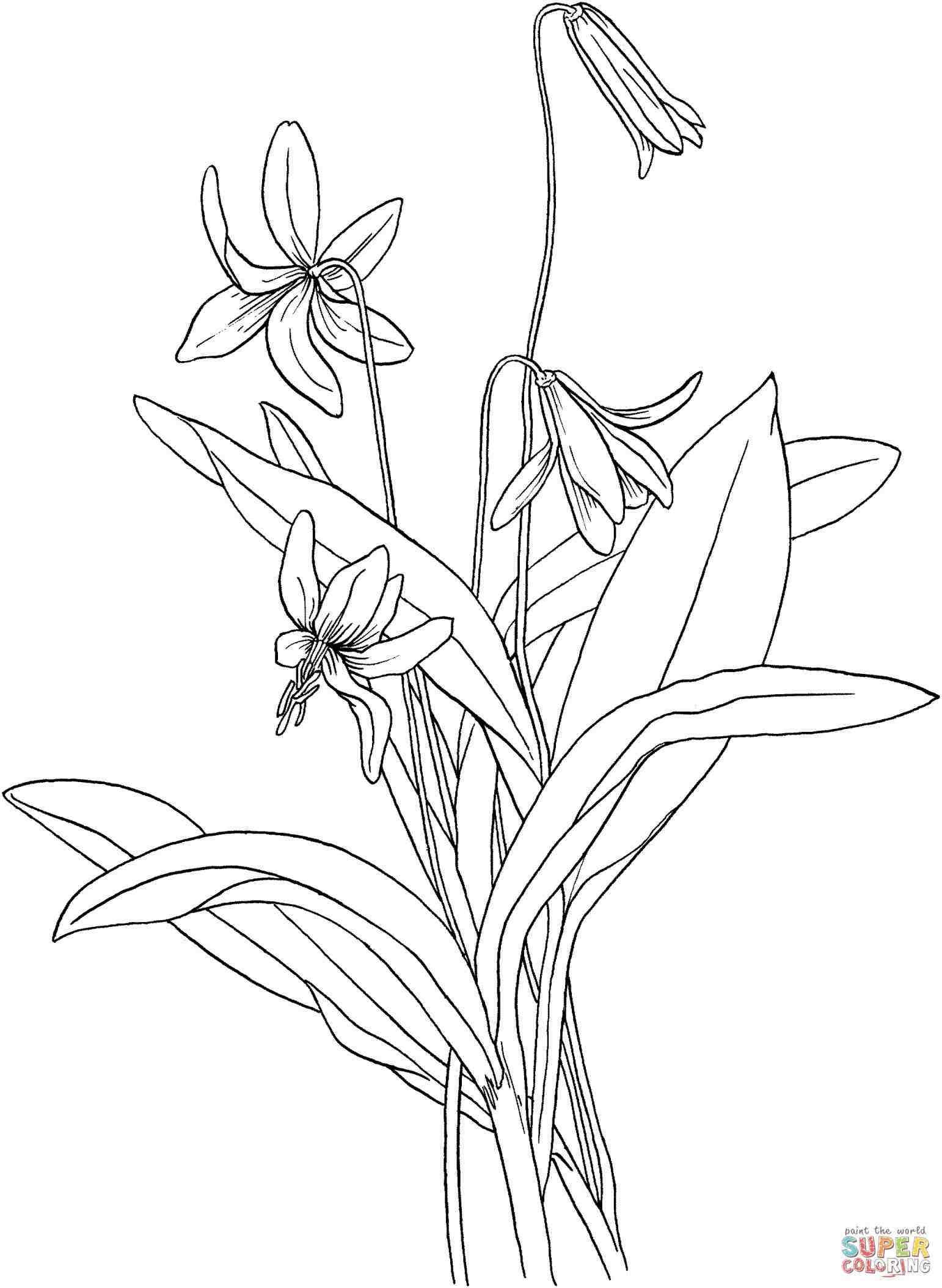 1542x2108 Calla Lily Drawing Step By Step