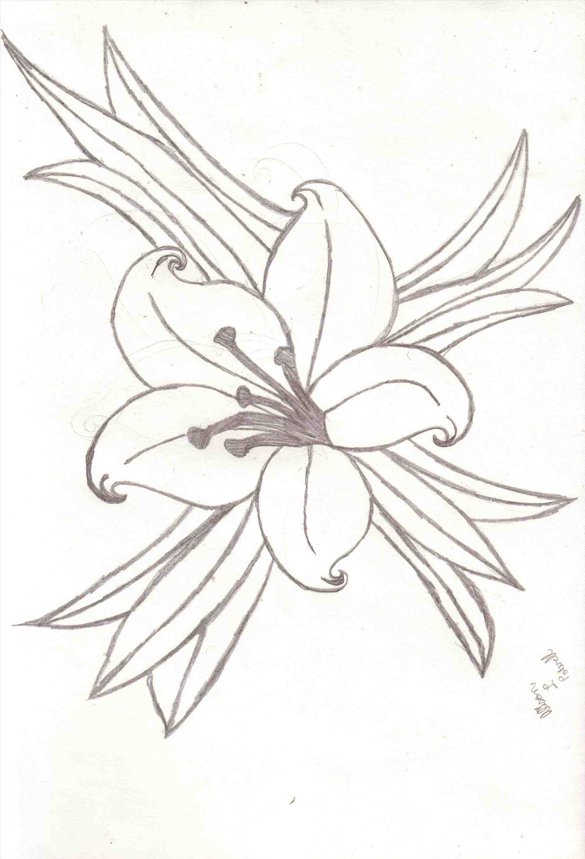 1899x2787 How To Draw A Lily Flower. Flowers In Pencil Drawing Lily Drawings