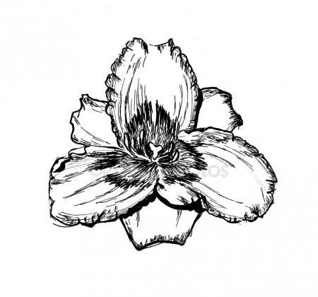 450x420 Pencil Sketch On White Stock Photo Mountainpix