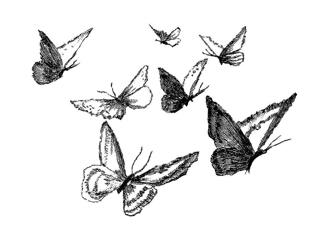 1200x864 Digital Stamp Design Butterfly Pencil Artwork Drawings Digital