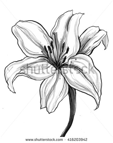 373x470 Drawn Lily Botanical
