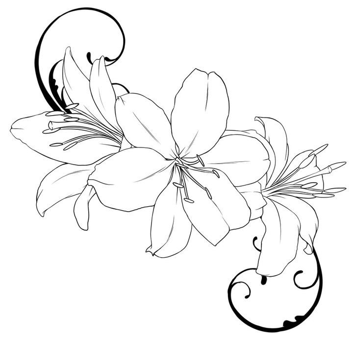 720x690 Drawn Tattoo Lily