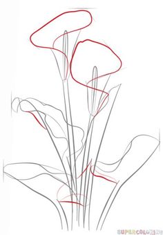 236x340 How To Draw A Calla Lily Step By Step. Drawing Tutorials For Kids
