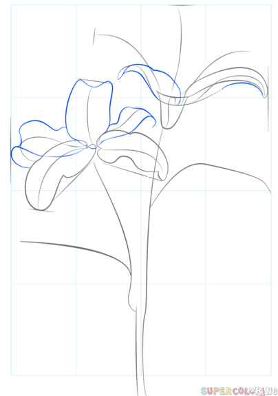 404x575 How To Draw Tiger Lily Step By Step Drawing Tutorials