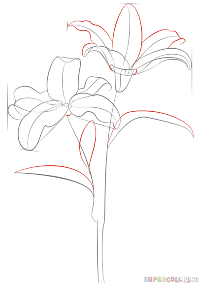 404x575 How To Draw Tiger Lily Step By Step. Drawing Tutorials For Kids