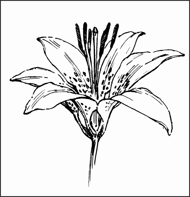 644x667 Drawings Of Lilies Flower Qinzg New How To Draw A Lily Flower Draw