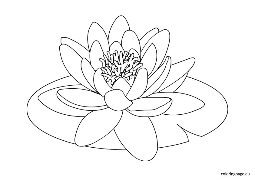 842x595 Water Lily Clipart Flower Drawing