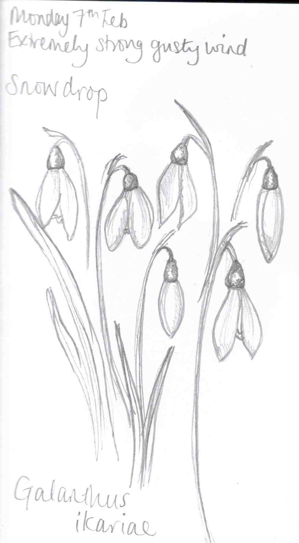 977x1775 How To Draw A Realistic Lily Step By Step