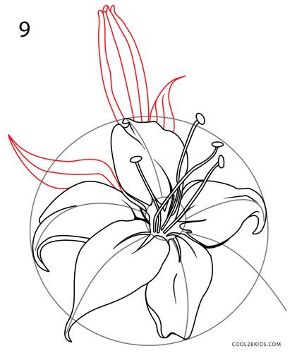 421x500 How To Draw A Lily Step 9 Art Drawing Step
