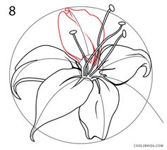 236x212 How To Draw A Tiger Lily, Step By Step, Flowers, Pop Culture, Free