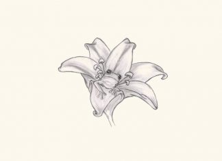 324x235 Frog Tattoos