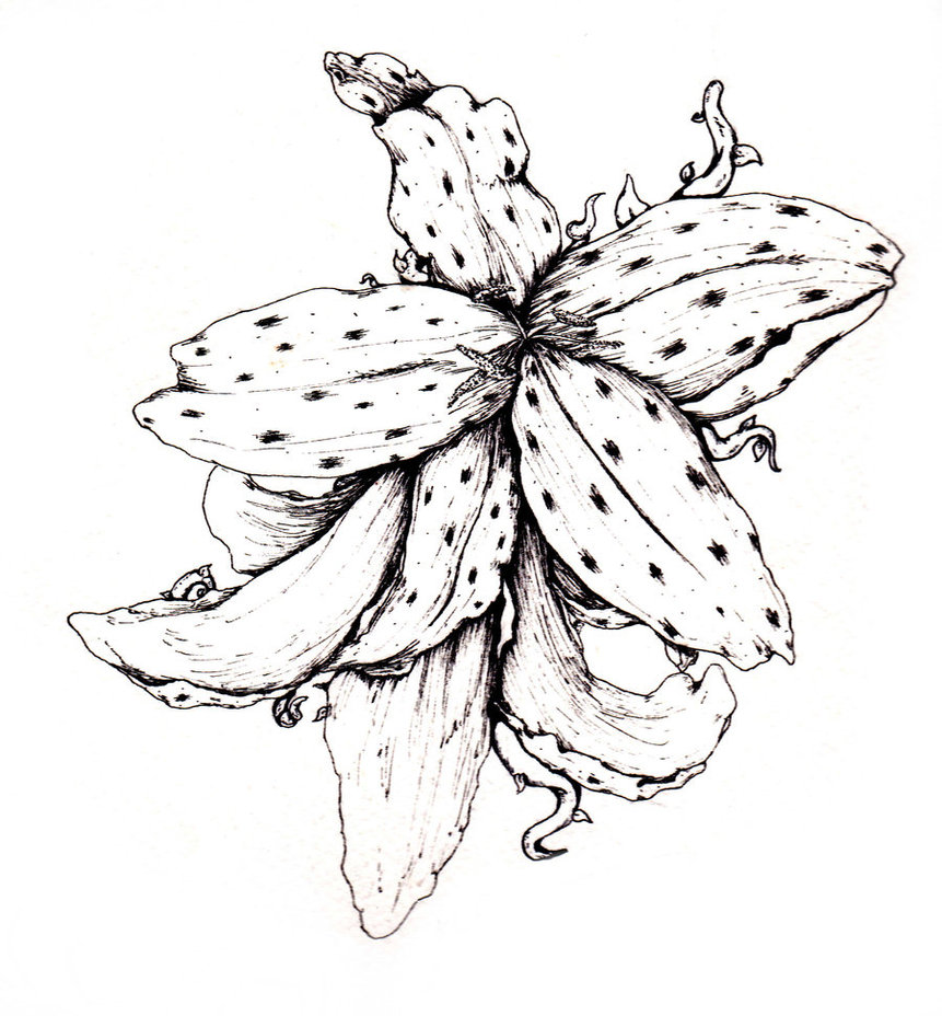 861x928 Lily Tattoos Designs, Ideas And Meaning Tattoos For You