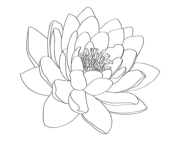 600x480 Water Lily Tattoo Design By Selective Universe