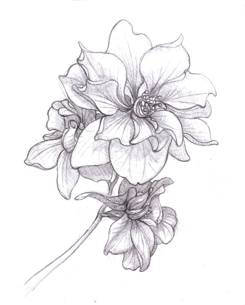 804x1000 Larkspur Drawing July Birth Flower