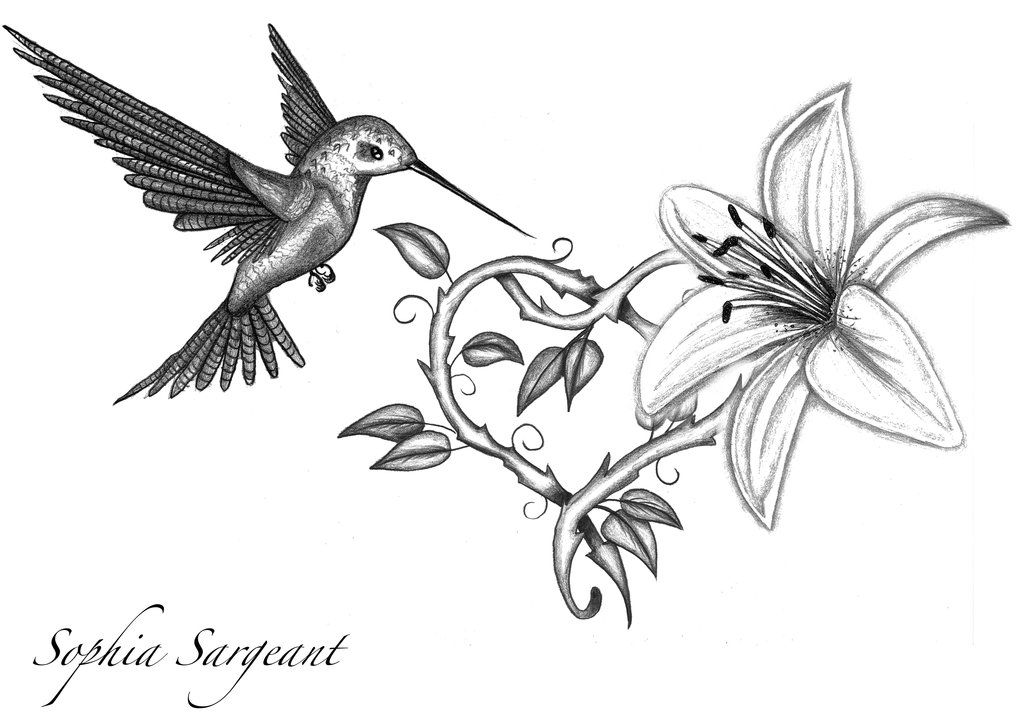 1024x724 Lily Tattoo Sketch And Lily Tattoo Design By Sophiasargeant