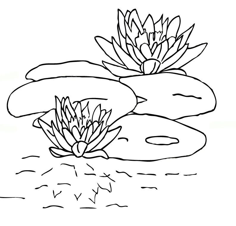 793x759 Lily Pad Coloring Page