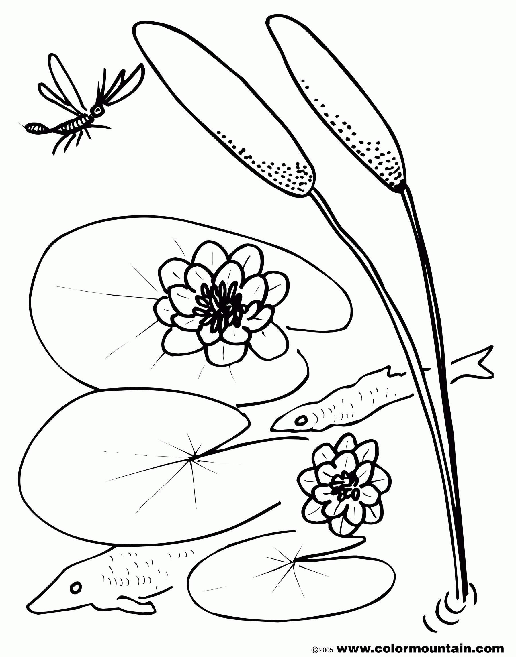 1800x2294 Lily Pad Flower Coloring Pages 415063