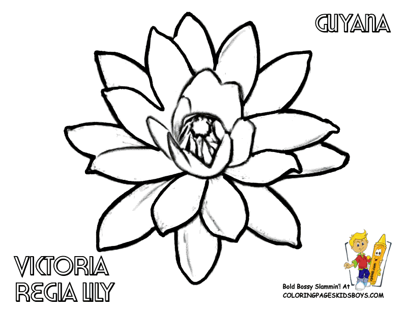 792x612 Lily Pad Flower Coloring Pages