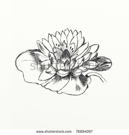 450x470 Pen And Ink Drawing Of A Leopard Frog On Lily Pad By Artclays