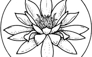 320x200 Lily Pad Coloring Page Drawing Board Weekly
