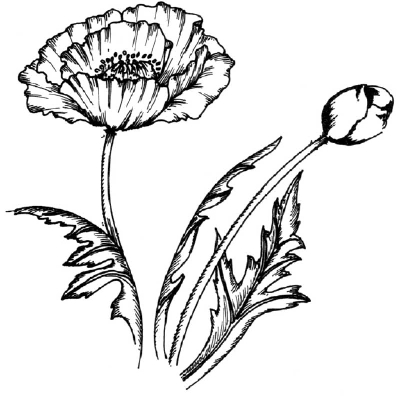 400x396 How To Draw A Poppy Howstuffworks