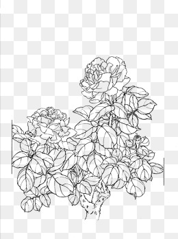 260x349 Flowers Line Drawing Png Images Vectors And Psd Files Free
