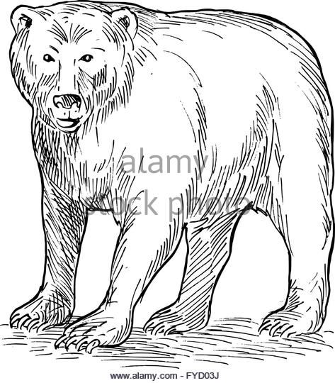 473x540 Bear Drawing Stock Photos Amp Bear Drawing Stock Images