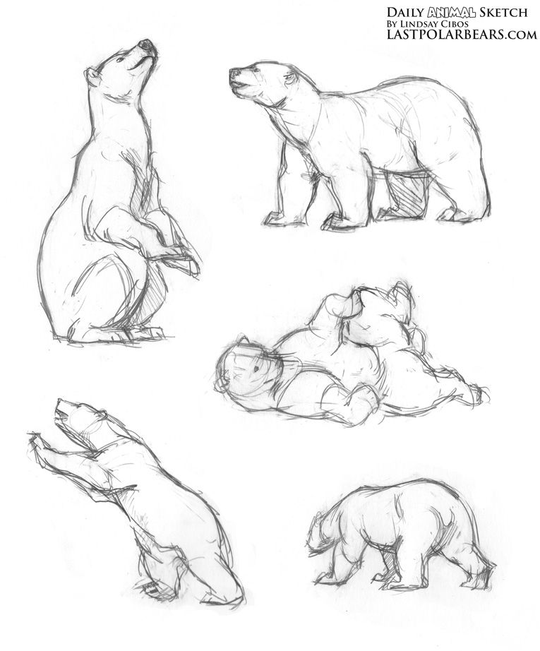 765x922 Daily Animal Sketch Polar Bear Warm Ups The Last Of The Polar