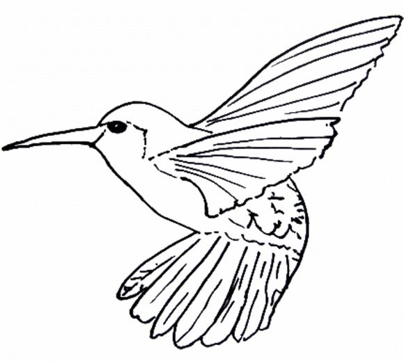 Line Drawing Bird