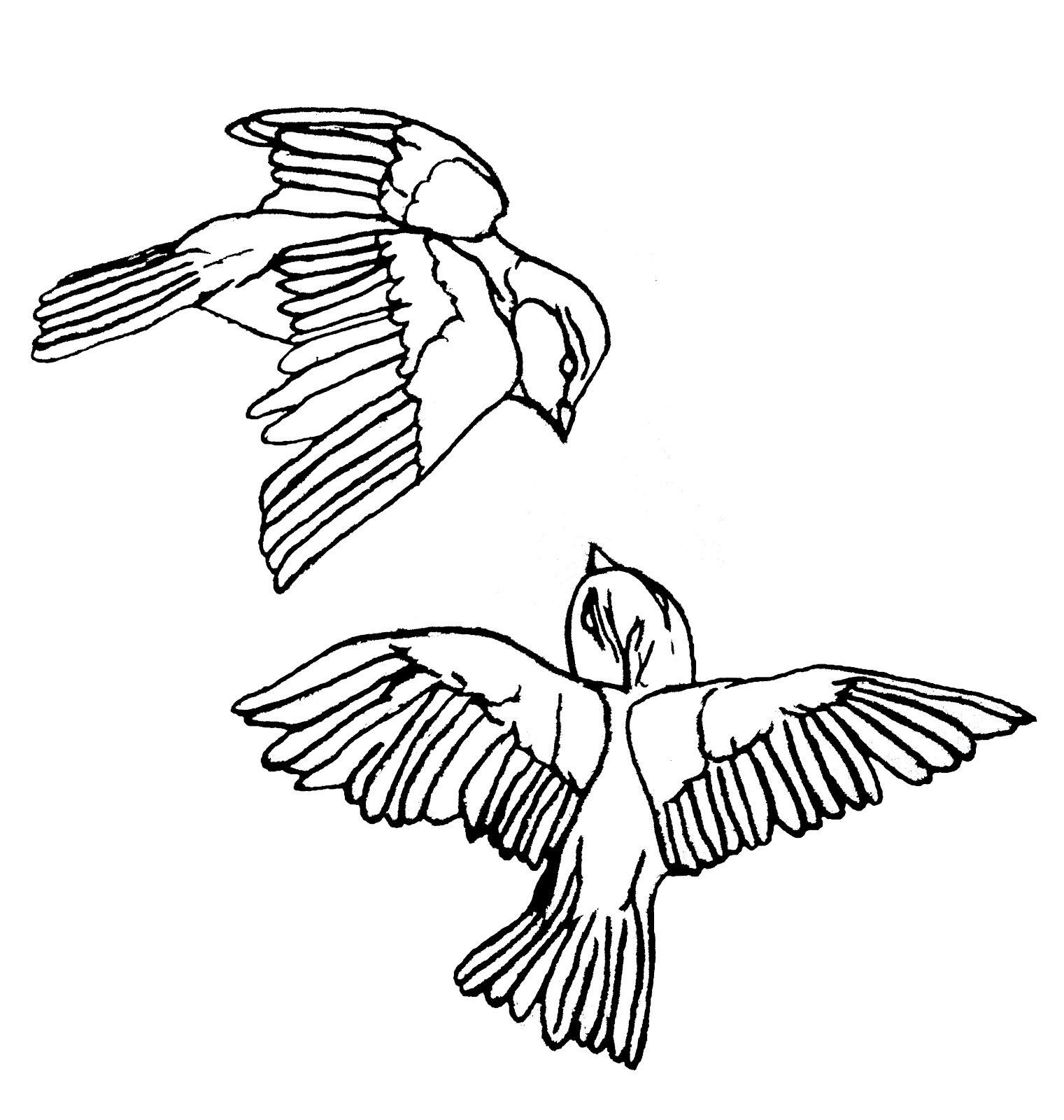 1521x1600 Outline Drawing Of A Bird