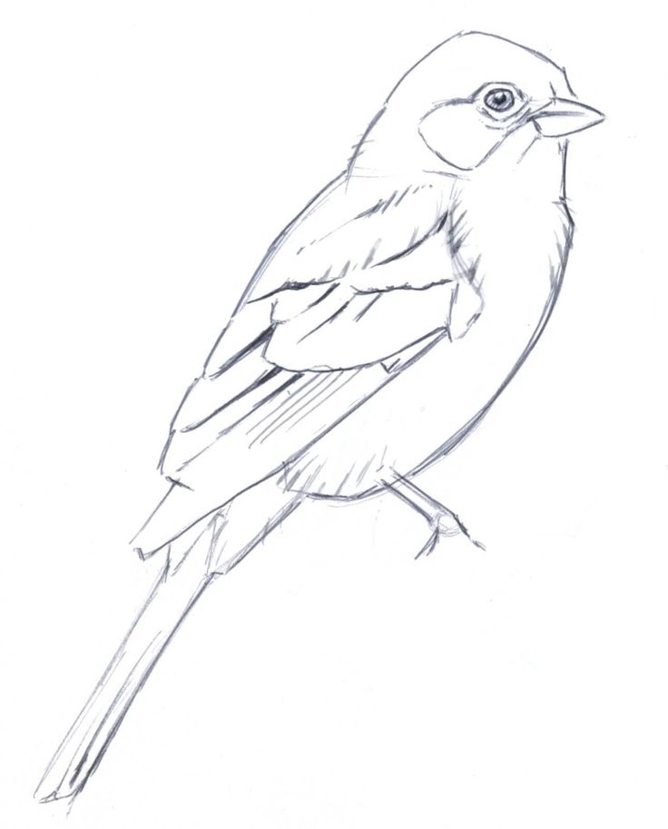 736x913 The Best Bird Line Drawing Ideas On Mixed Media