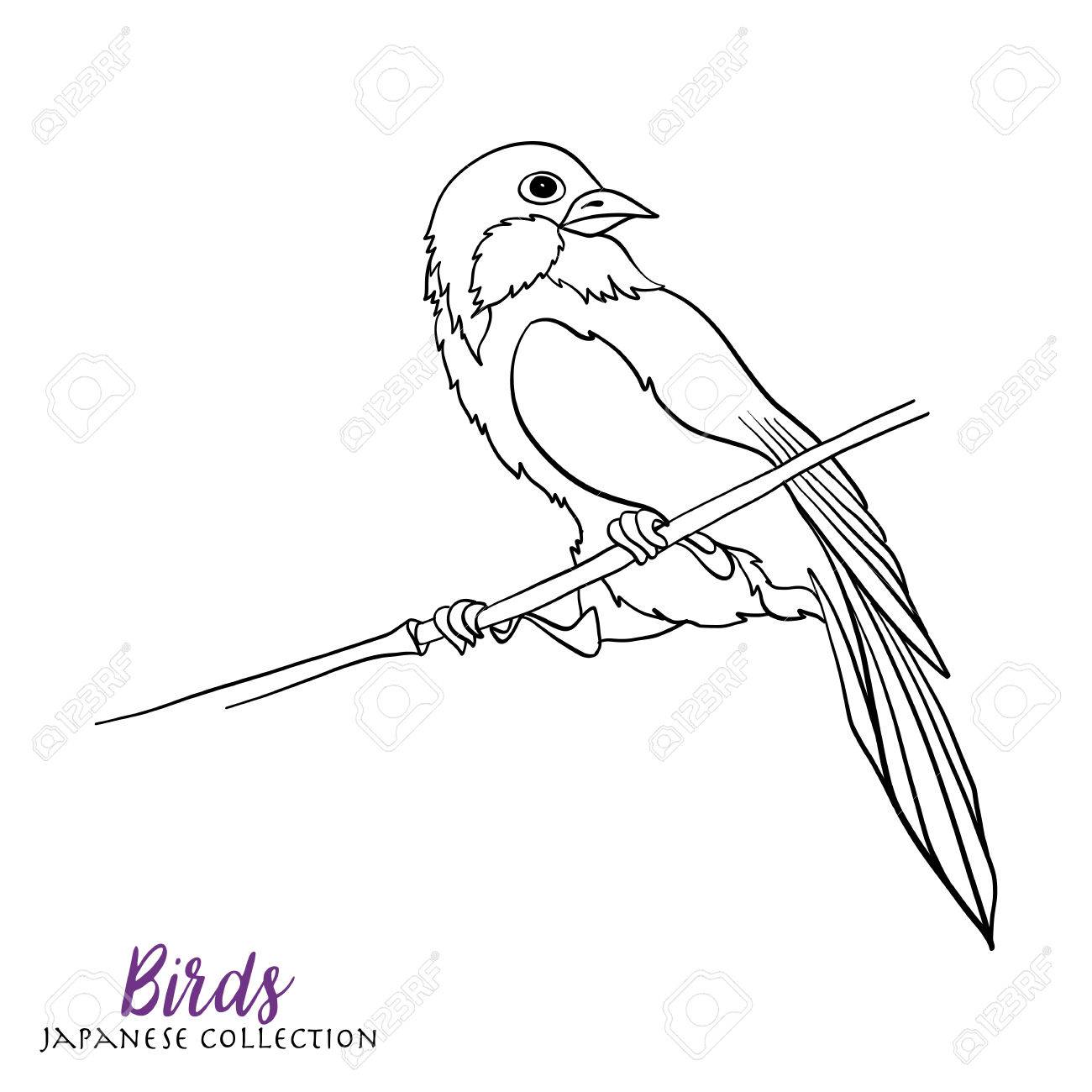 1300x1300 Japanese Birds. Stock Line Vector Illustration. Coloring Book