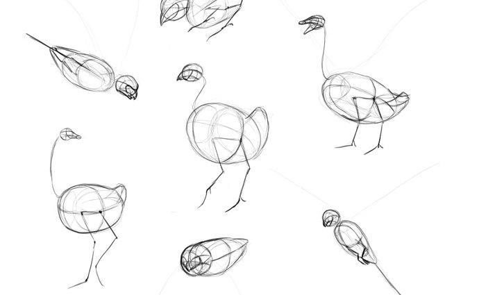 700x425 How Do You Draw A Bird Step By Step How To Draw Birds Step Step